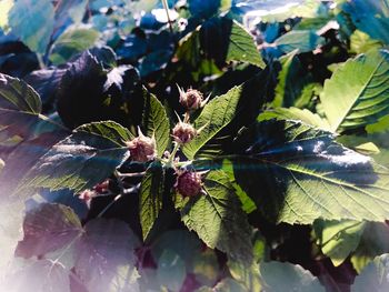 Close-up of flowering plant