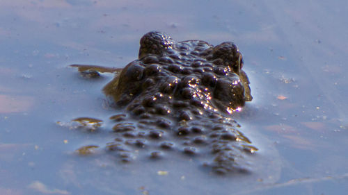 Close-up of turtle swimming in lake