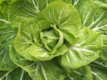 Full frame shot of green cabbage leaves