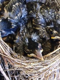 Close-up of birds in nest