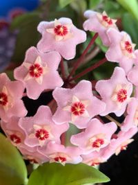 Close-up of pink cherry blossoms