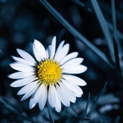 Close-up of white daisy blooming outdoors