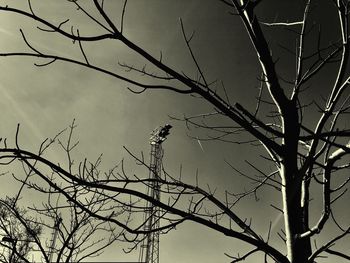 Low angle view of bird perching on bare tree against sky