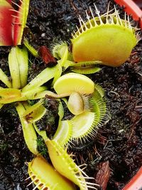 High angle view of fruits on plant