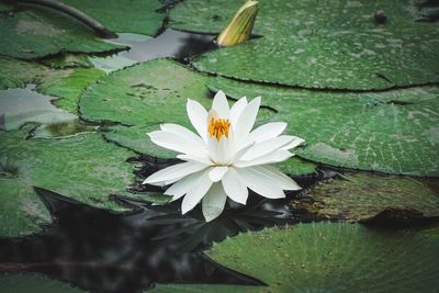 Lotus water lily in lake