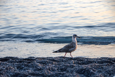 Seagull perching on a beach