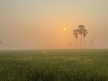 Scenic view of field against sky during sunset