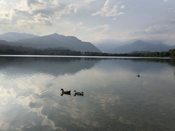 View of ducks swimming in lake