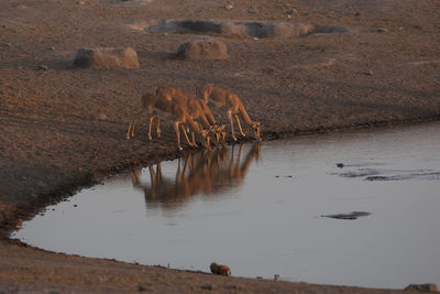 Gazelles drinking water from lake at desert