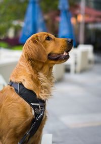 Close-up of a dog looking away