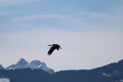 Low angle view of bird flying against sky