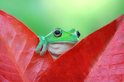 Close-up of insect on red leaf