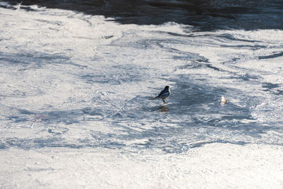 View of bird in frozen water