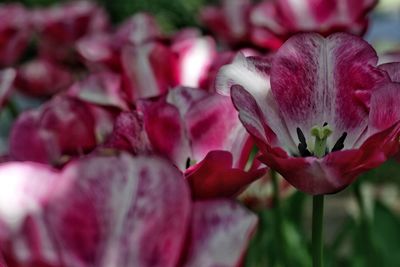 Close-up of pink tulip