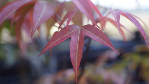 Close-up of red flower against blurred background