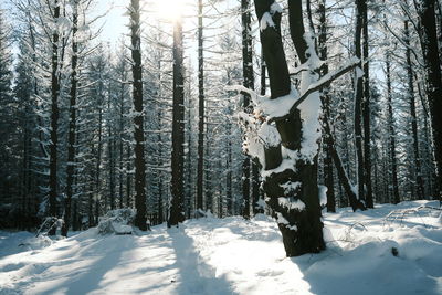 Trees in snow covered forest