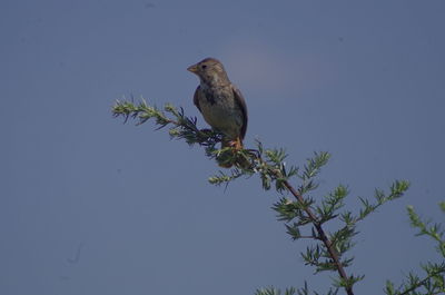 Low angle view of bird perching on tree