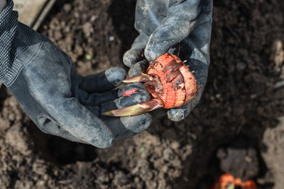 The hand plants bulbs of flowers in the soil