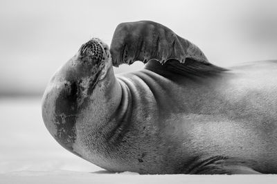 Mono close-up of crabeater seal scratching chin