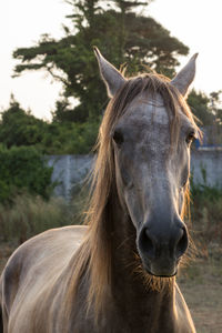 Close-up portrait of horse in ranch