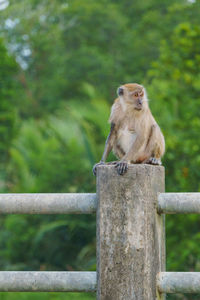 Monkey sitting on railing against trees