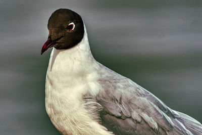 Close-up of bird perching outdoors