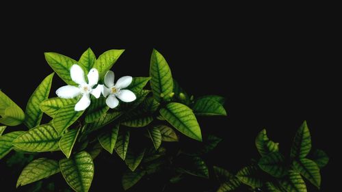 Close-up of white flowering plant against black background