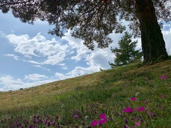 Scenic view of grassy field against sky