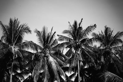 Low angle view of palm trees against clear sky