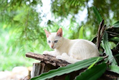 Cat lying on a tree