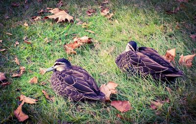 High angle view of birds on field