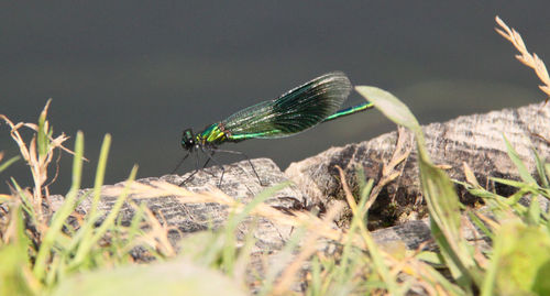 Close-up of damselfly on grass