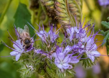 Close-up of bee pollinating on purple flower