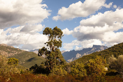 Tree growing on land against sky