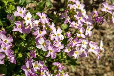 Close-up of purple flowers blooming outdoors