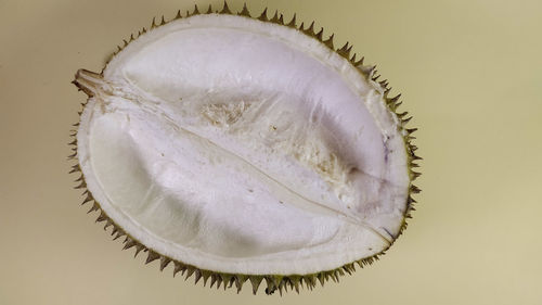 High angle view of shell on white background