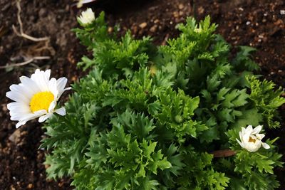 Close-up of white flowers blooming outdoors