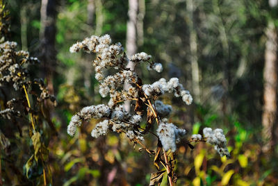 Close-up of wilted flower on field