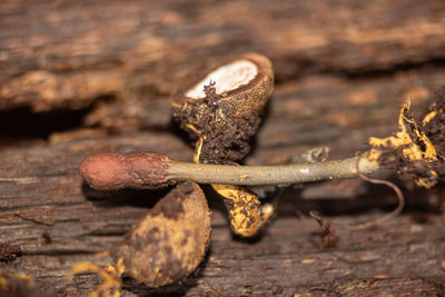 Close-up of rusty metal