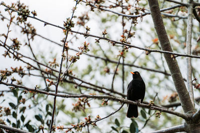 Low angle view of bird perching on branch