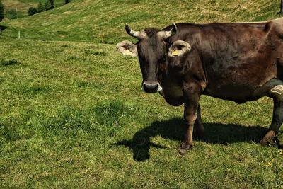 Cow on field