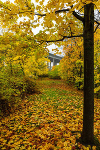 Yellow maple leaves on tree during autumn