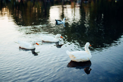 Swans swimming in lake