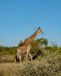 Giraffes on field against clear blue sky