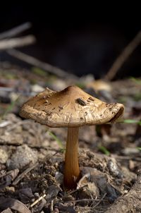 Close-up of mushroom on field