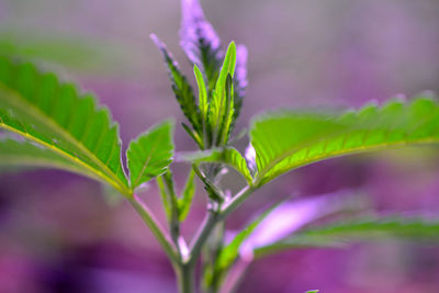 Close-up of purple flower