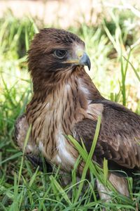 Close-up of a bird on field