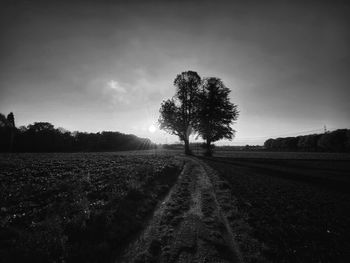 Trees on field against sky