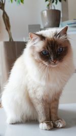 Portrait of cat sitting on table at home