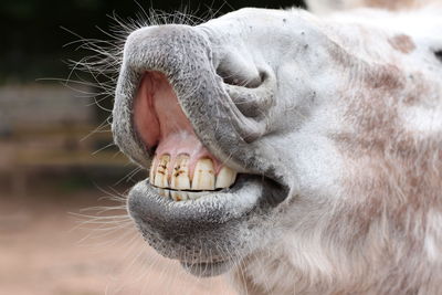 Close-up of a horse